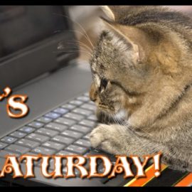 It’s Caturday
