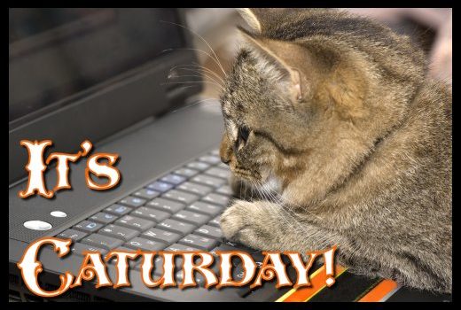 It's Caturday
